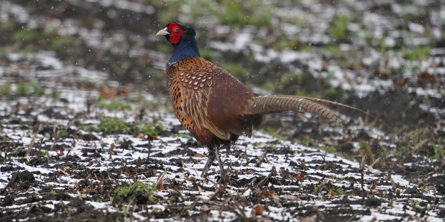 Ein Fasan läuft über einen Acker.  In einer dänischen Fasanenzucht nahe der deutschen Grenze ist die Vogelgrippe nachgewiesen worden.