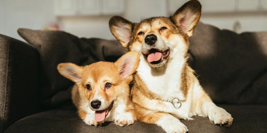 Corgis Hunde