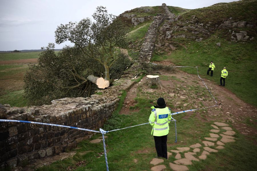 The Sycamore Gap tree at Hadrian's Wall is felled