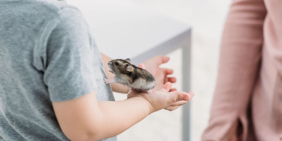 Kind hält einen Hamster in der Hand.