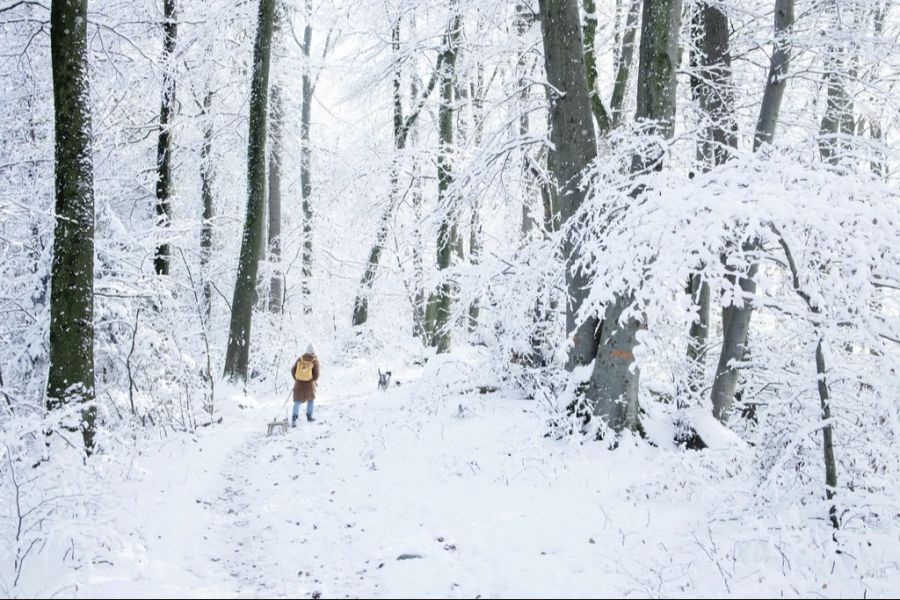 Aufgrund der Gefahr abbrechender Äste sollen auch Wald und Bäume gemieden werden.