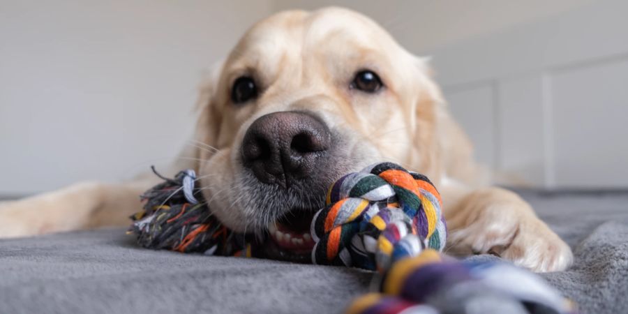 Hund Spielzeug