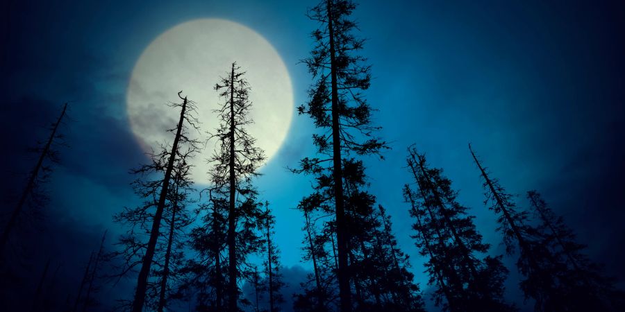 Vollmond im Wald