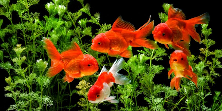 Goldfische sind wunderschöne Aquarium-Bewohner.