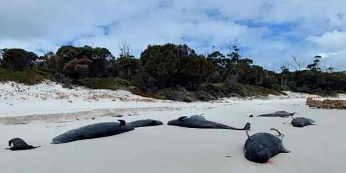 An einem Strand in Tasmanien wurden mehr als 30 tote Grindwale entdeckt. An einem Strand in Tasmanien wurden mehr als 30 tote Grindwale entdeckt.