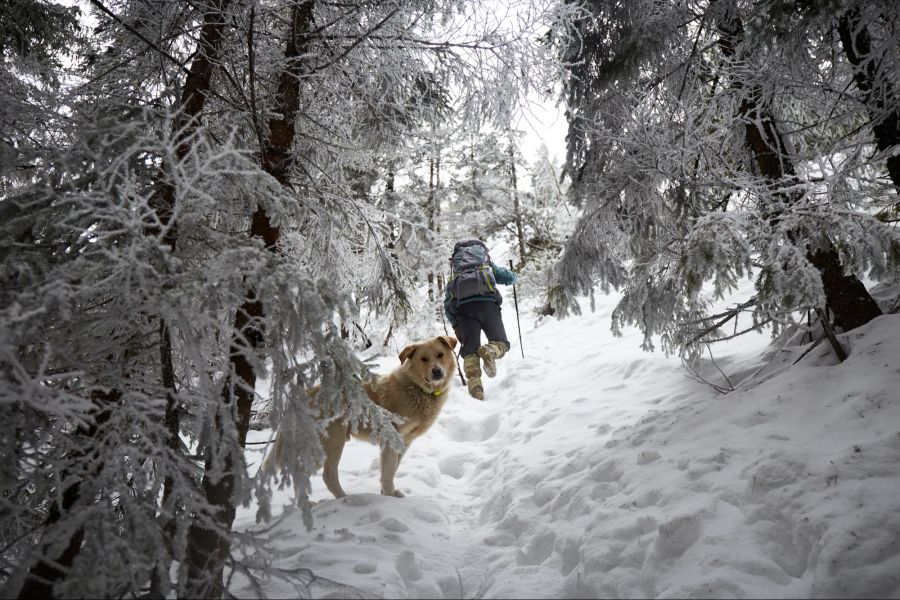 Wanderung mit Hund