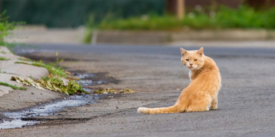 Katze auf Strasse