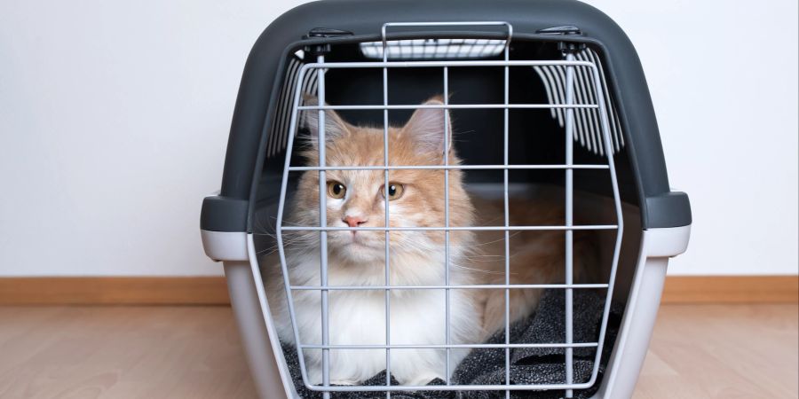 Regelmässige, kürzere Trainingseinheiten helfen Katzen, sich an eine Transportbox zu gewöhnen.