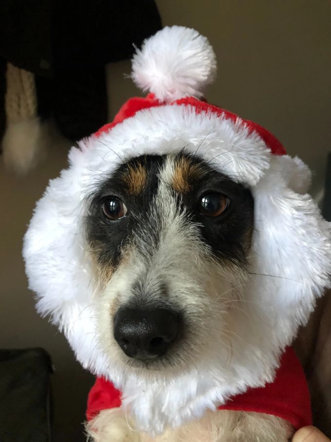 Ob die Verkleidung für den Hund wohl so lustig ist wie für das Herrchen? Hund Weihnachtsmütze Verkleidung Schnauze