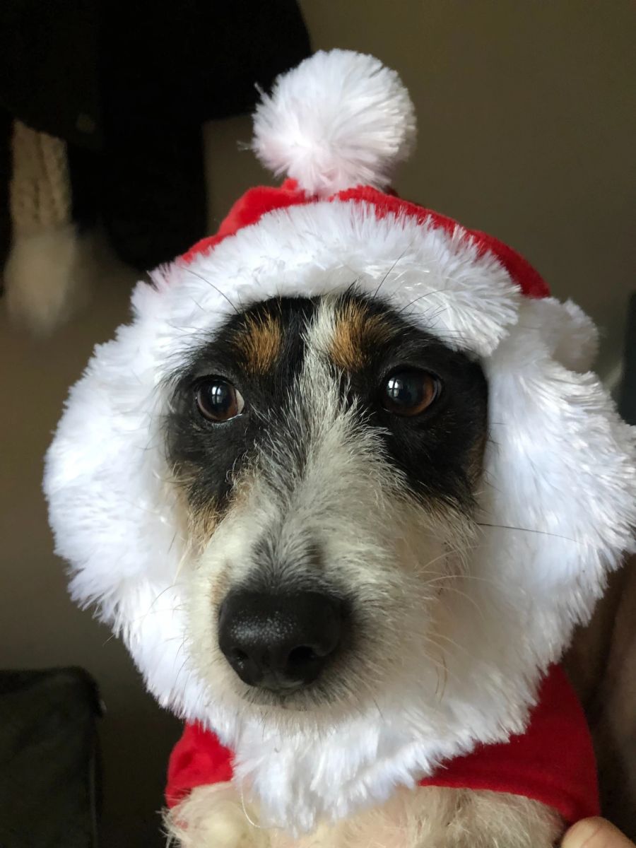 Hund Weihnachtsmütze Verkleidung Schnauze