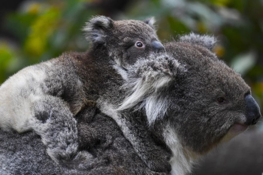 Koala