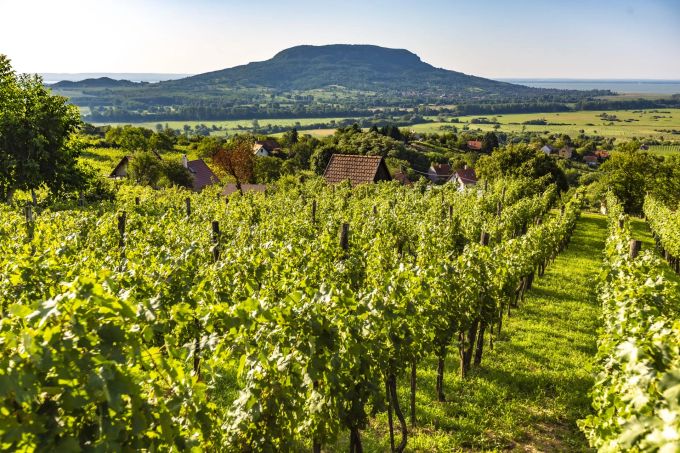 Lange Tradition: Der Weinanbau in der Balaton-Gegend reicht bis in die Römerzeit zurück. Weinanbau Balaton Reben Weingut