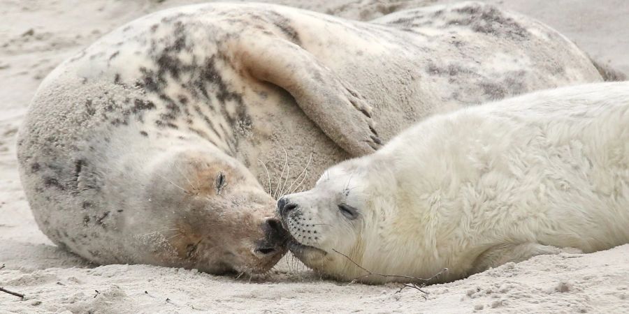 Eine junge Kegelrobbe und das Muttertier liegen am Strand vor der Hochseeinsel Helgoland.