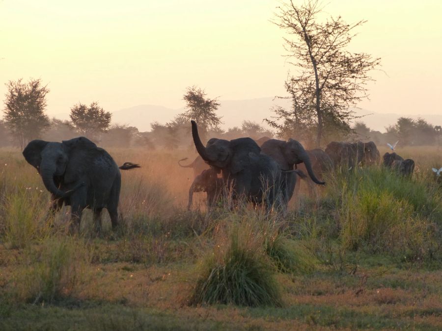 Elefanten Safari Touristen Savanne freie Wildbahn