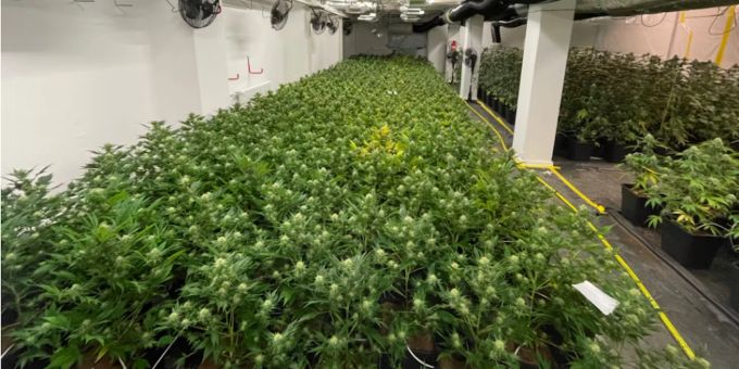 Vor Ort konnte in Geschäftsräumlichkeiten sowie einer dazugehörigen Garage eine Hanfanlage mit rund 690 Hanfpflanzen festgestellt werden. Hanfplantage Aarberg