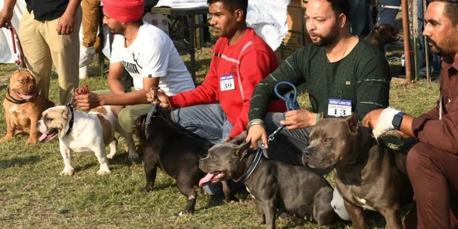 American-Bully-Hunde bei einer Hundeshow in Indien