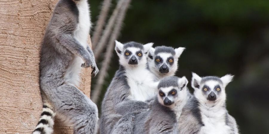 Kattas - eine Primatenart aus der Gruppe der Lemuren - bewohnen Regionen im südwestlichen Madagaskar. (Archivbild)