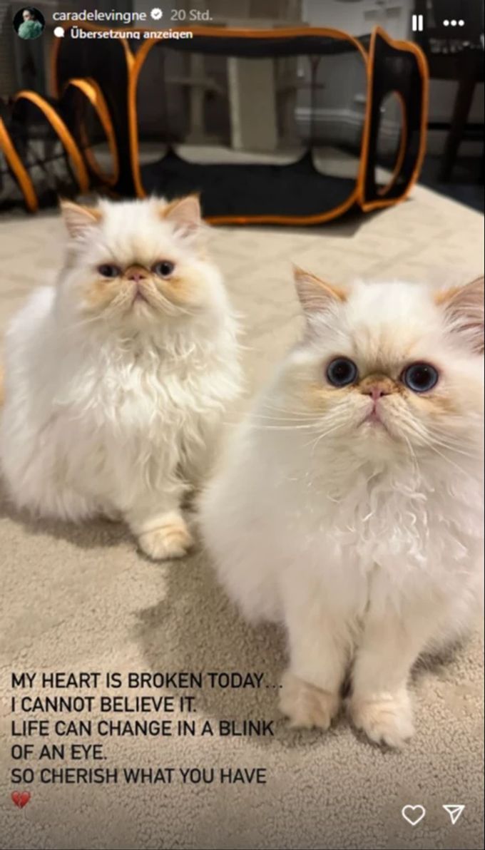 Die Katzen von Cara Delevingne sind wohlauf. Katzen