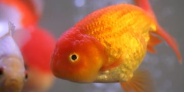 Goldfisch