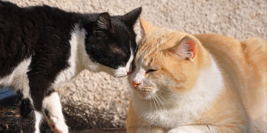 Äusserlich können Katzen und Kater nicht immer auf den ersten Blick voneinander unterschieden werden.