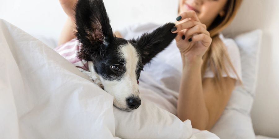 Hund im Bett mit Frau