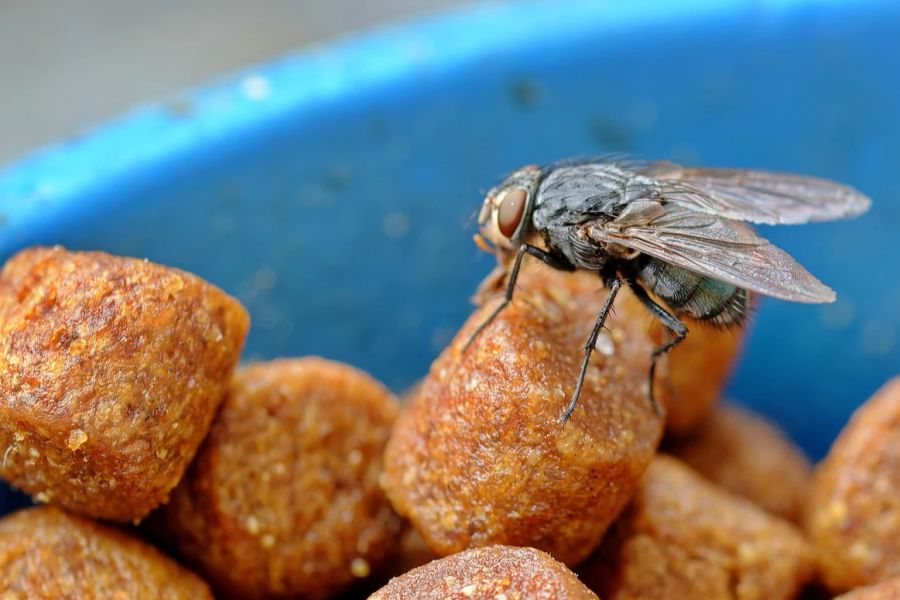 Sie erbrechen ein Sekret auf das Essen, das die Nahrung weich macht, sodass die Fliege diese dann auch aufsaugen kann.