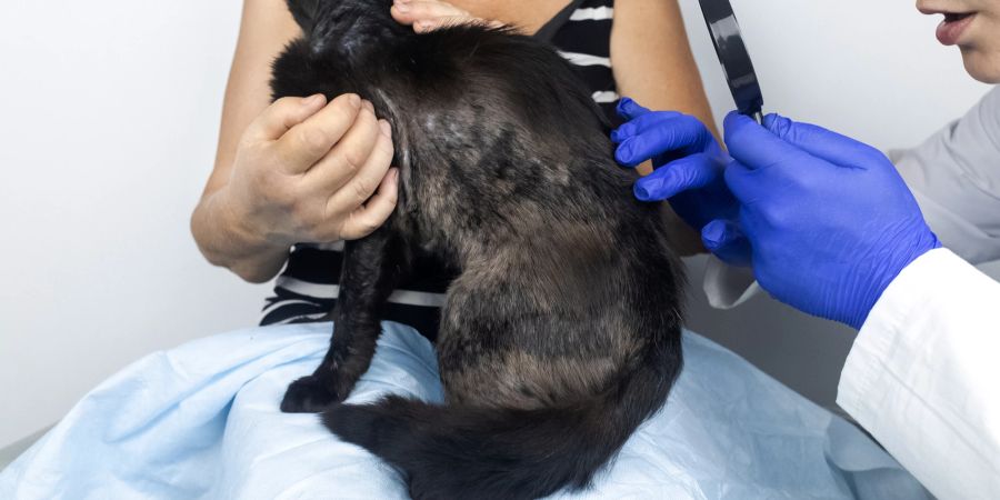 Katze, Untersuchung beim Tierarzt