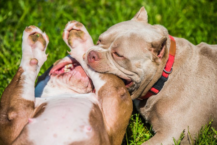 american bulldogg