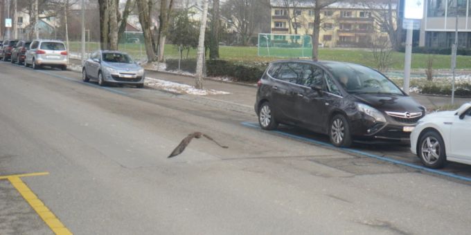 Schneller als die Polizei erlaubt: In Zürich wurde ein Greifvogel von einer Verkehrskamera geblitzt. Vogel Radar
