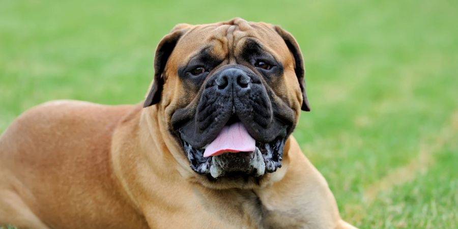 Hund Bullmastiff