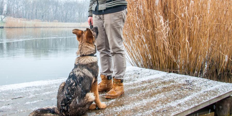 Deutscher Schäferhund im Training