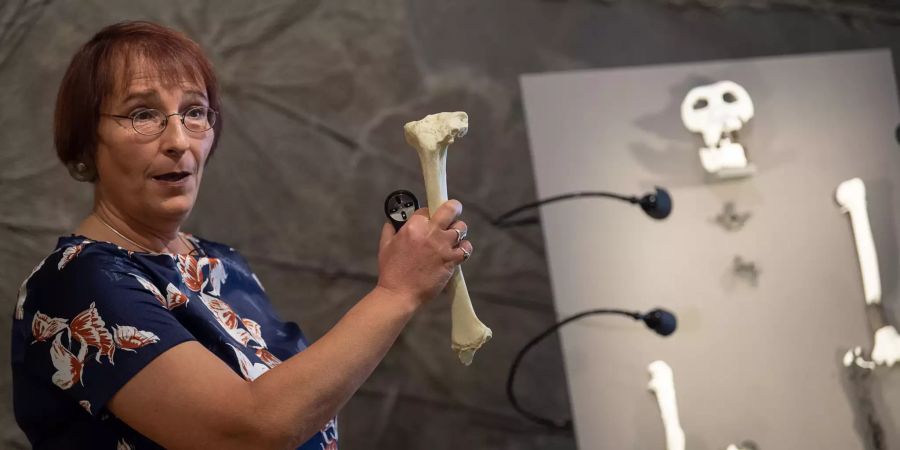 Vorstellung Fossilien-Funde in Tübingen