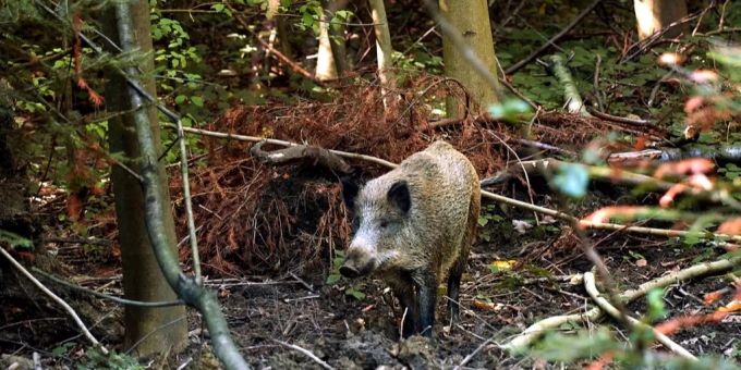 Eine 29-jährige Autofahrerin kollidierte mit einer Wildschweinrotte. Wildschwein