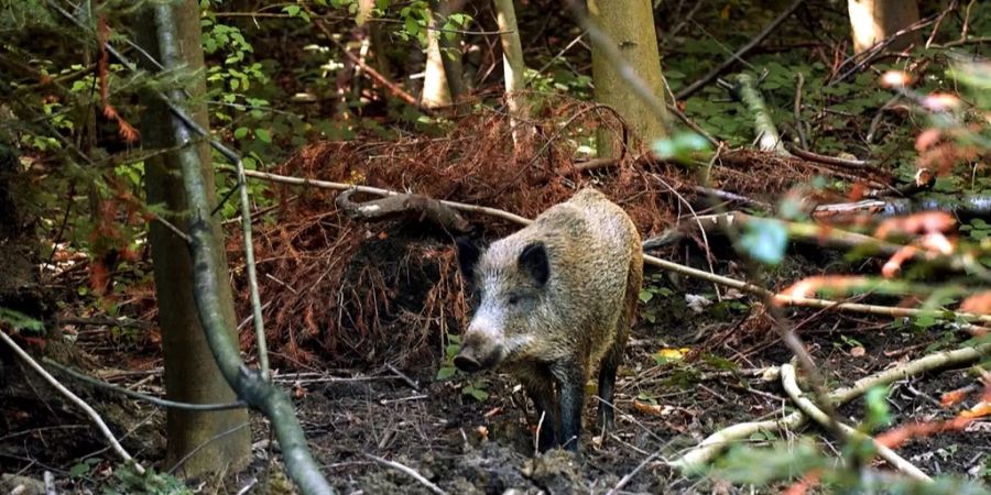 Wildschwein