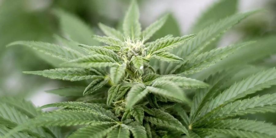 cannabis