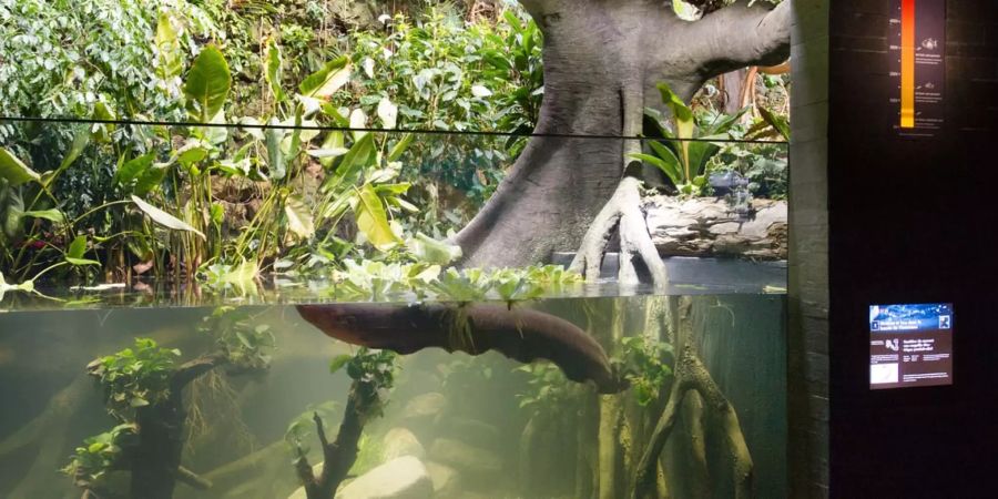 Zitteraal im 2016 modernisierten Aquarium des Zoo Zürich