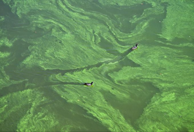 Giftige Blaualgen im Rhein: Gefahr für Kinder und Hunde! (Archivbild) greifensee blaualgen