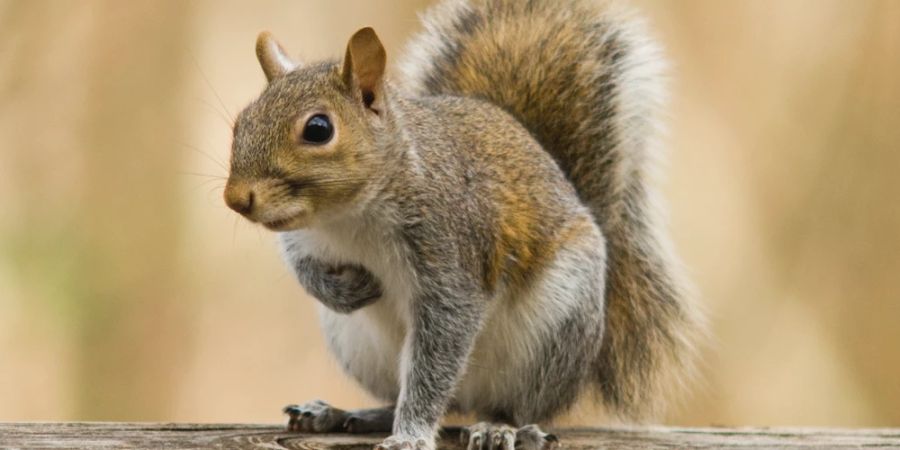 Eichhörnchen kratzt Bauch