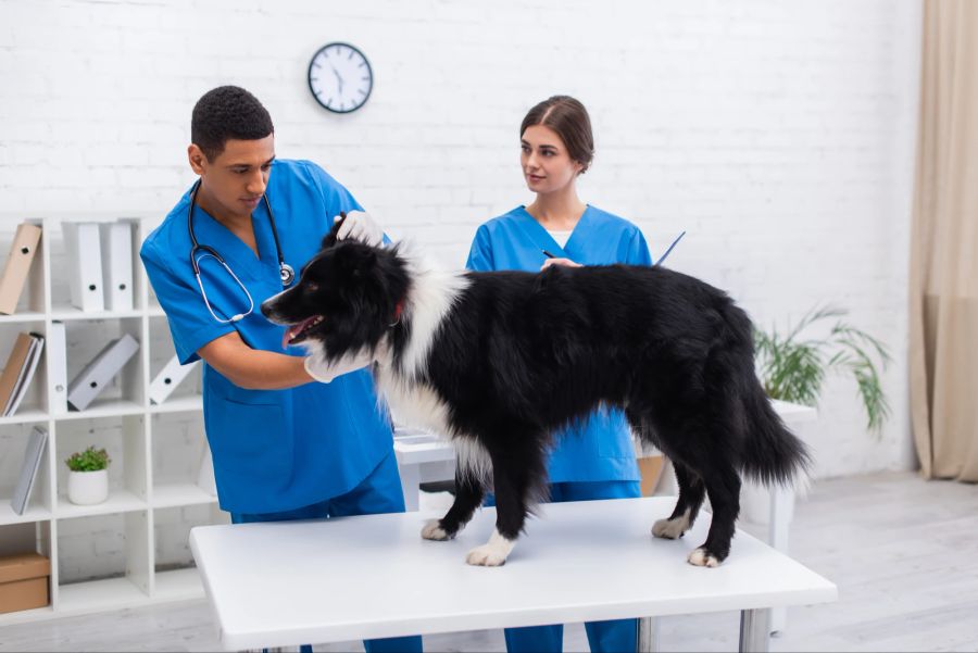 Tierarzt Team untersucht Border Collie