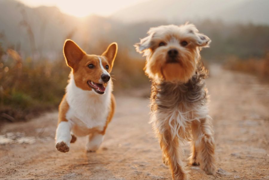 Nicht alle Hundewelpen sind gleich, es gibt viele Unterschiede zwischen den Hunderassen.