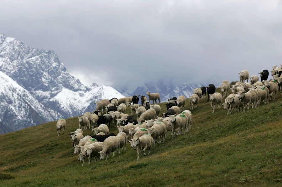 Die Region Flumserberg verzeichnete in den letzten Wochen über 30 Schafsrisse. (Symbolbild)