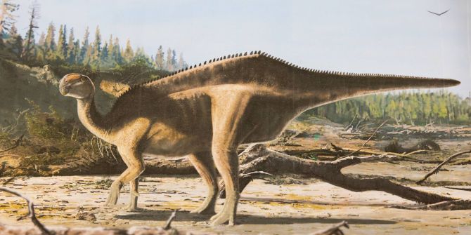 Istiorachis macaruthurae Saurier