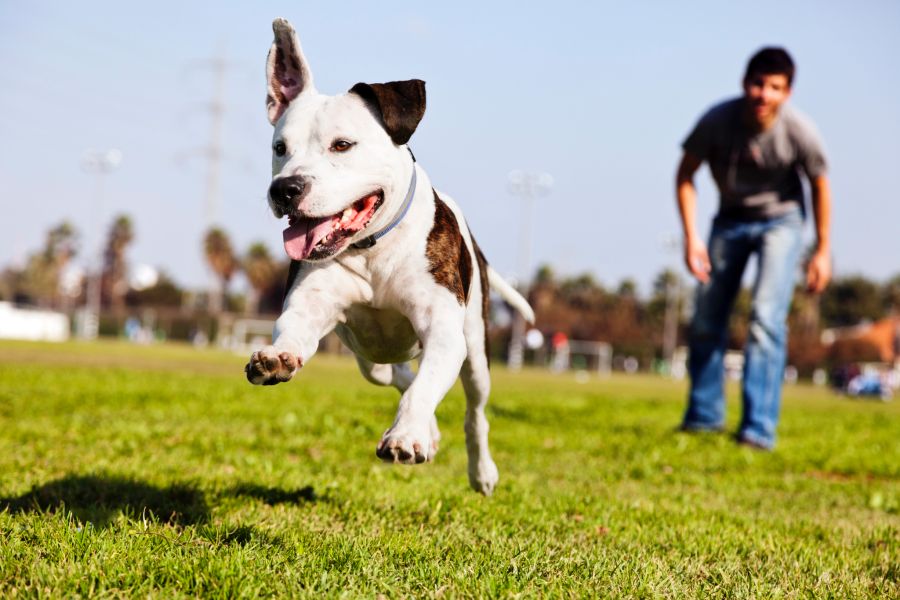 hund zoomie