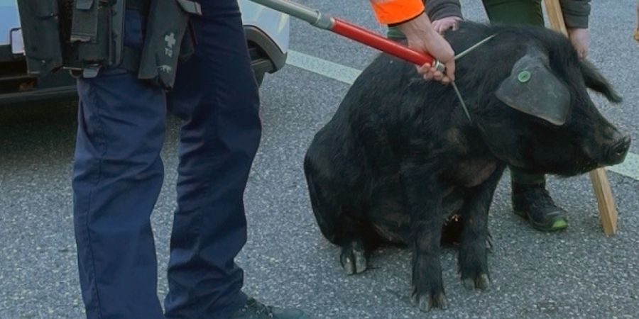 Der Eber legte am Samstagmorgen die A13 bei Chur lahm.