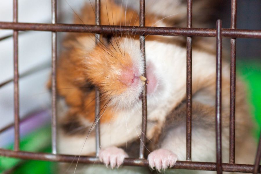 hamster tod ursachen