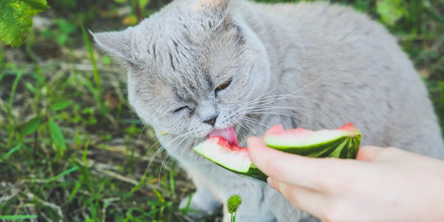 Katze leckt Wassermelonenrest ab