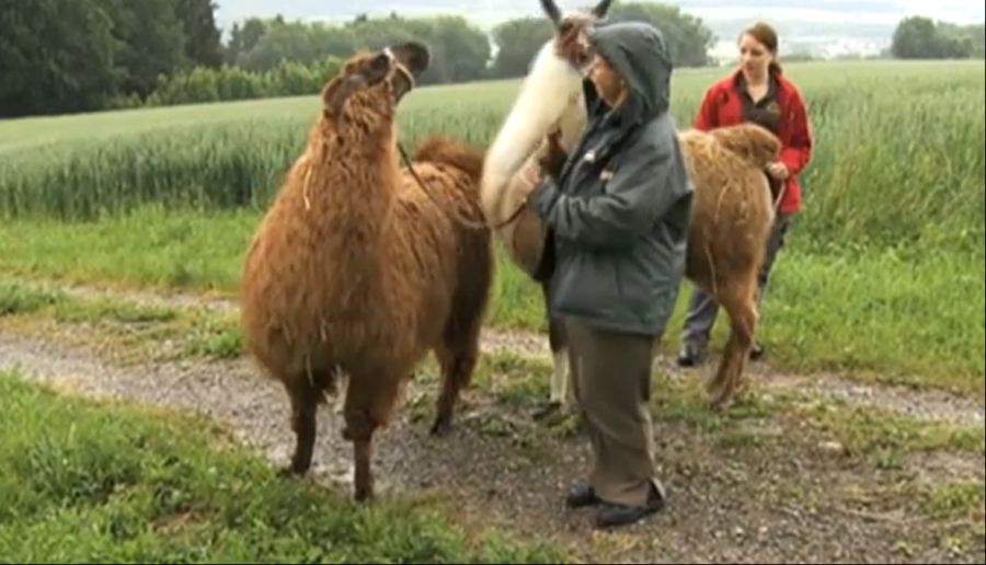 Yvonne hatte auf einem Spaziergang damals mit spuckenden Lamas zu kämpfen. Die Szenen sorgten für Schmunzeln.