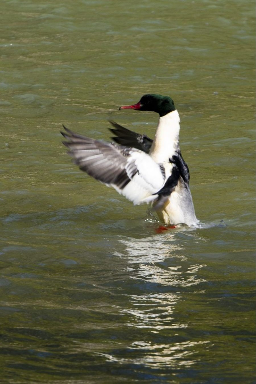 Gänsesäger