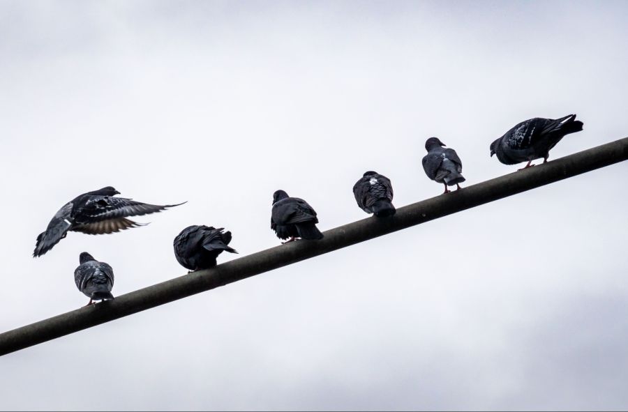 Die Tauben verursachen Ärger und einen hohen Reinigungsaufwand. (Symbolbild)