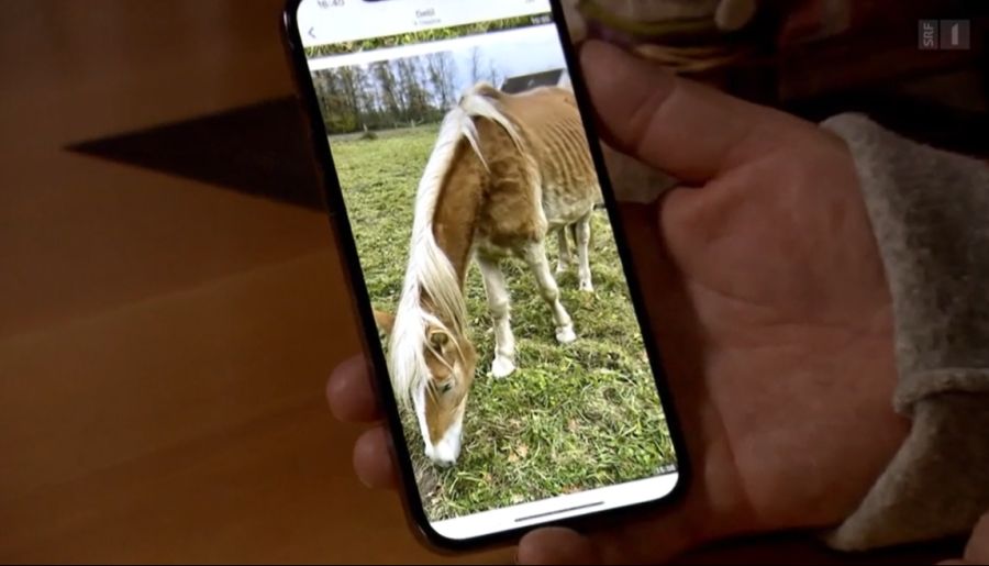 Heute lebt es in Frankreich. Und ist nur noch Haut und Knochen.